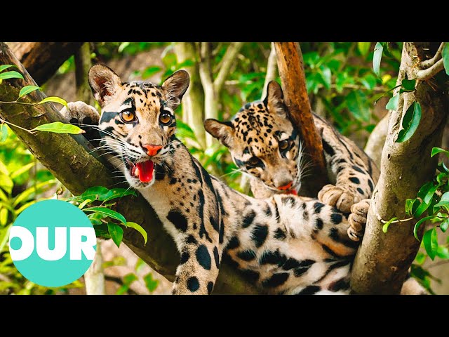 Extraordinary Animals - Episode 2 (4K Documentary) | Our World