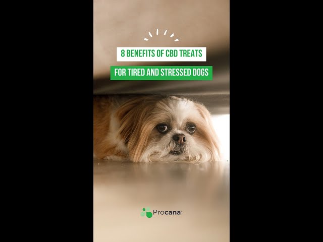 8 Benefits of CBD Treats For Tired and Stressed Dogs