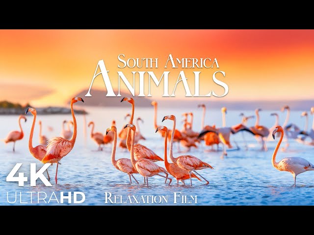 Animals of South America 4K 60fps - Wildlife Relaxation Film with Peaceful Music - Ultra HD