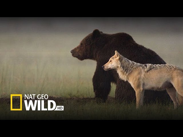 Best Documentary 2015 Nature & Best Wild Life [HD Documentary]