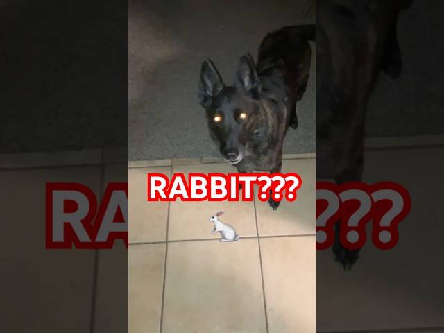 🤣IS MY CUTE DOG A RABBIT???🤣LUNA THE DUTCH SHEPHERD DOG #funnyanimals #funny #dog