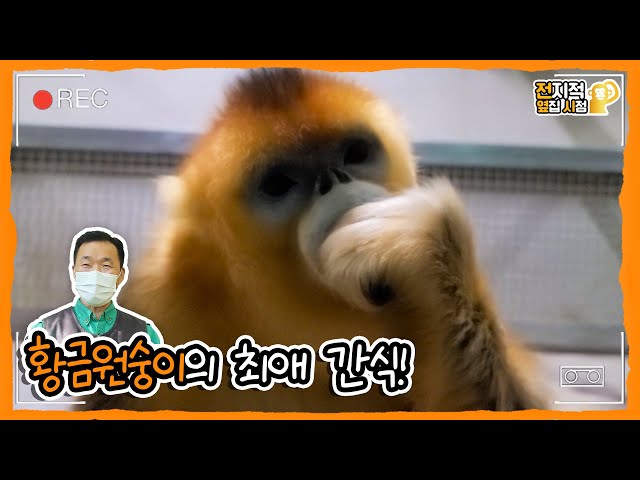 (SUB) Cute Golden Monkeys' Chestnut Mukbang🐵 │Everland