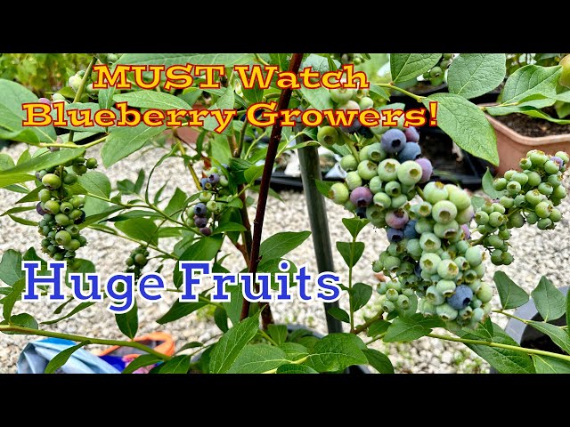 Blueberry Growers! Don’t Miss this Tips, I wish I would Knew at my First Time #grow #garden  #plants