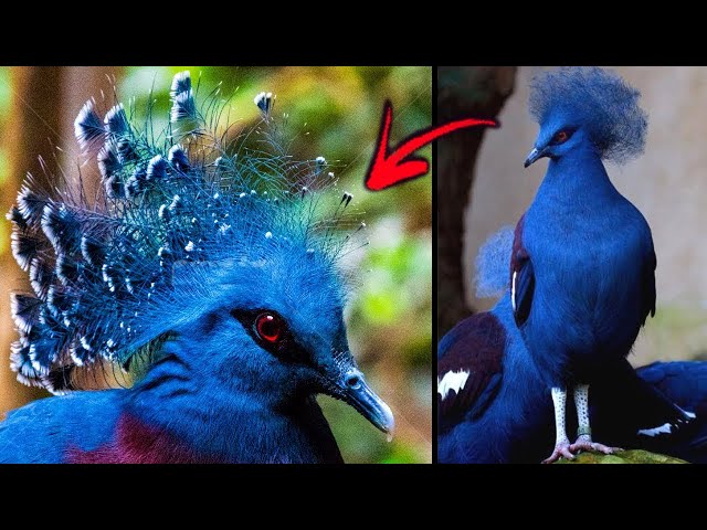 Top 5 Most Colorful Birds You Won't Believe Exist