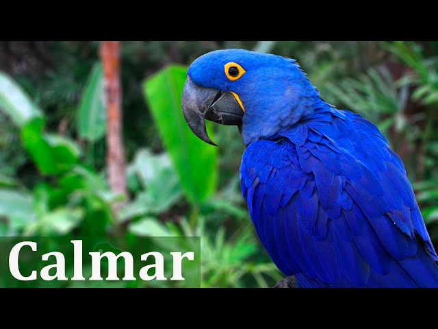 Paz y Tranquilidad - Música Relajante y Sonidos de la Naturaleza - Controlar la Ansiedad