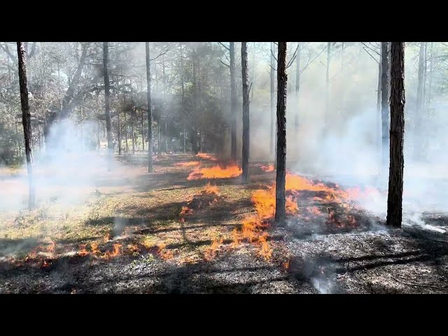 Prescribed burn