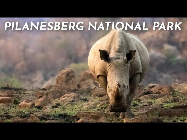 A Unique Safari | Pilanesberg National Park