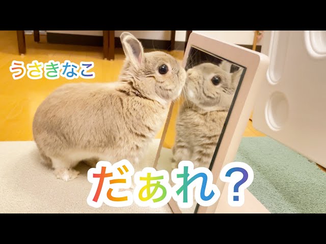 98話うさぎのきなこ初めて鏡を見て戸惑う