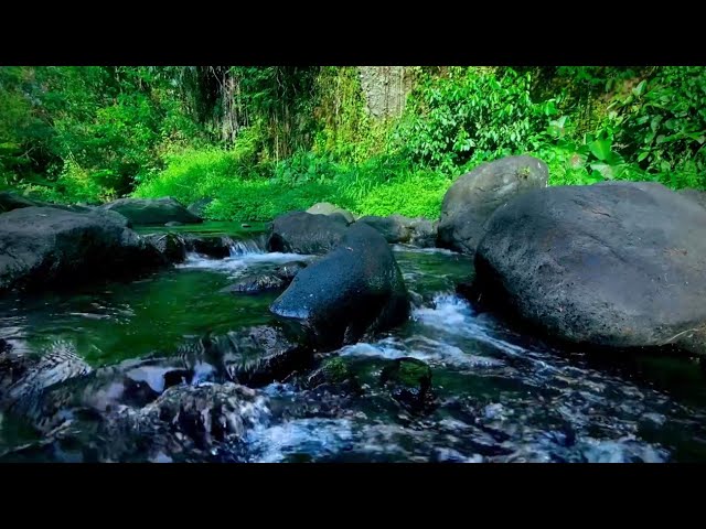 Serene Forest Streams and River Sounds to Melt Away Stress and Guide You Into Peaceful Slumber