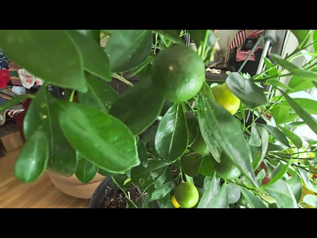 Calamansi tree 🌳 may bunga #ASMR #Trending #shortvideo  🌈 🏳️‍🌈 🌈 🌈