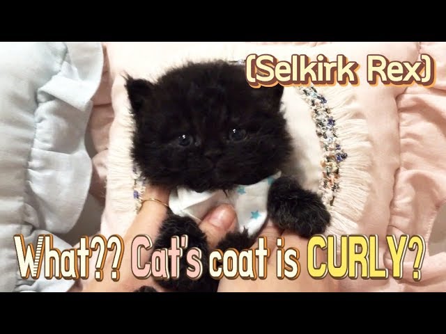 Kitten's coat is curly Selkirk Rex - Cutest Kittens KimsKennelUS