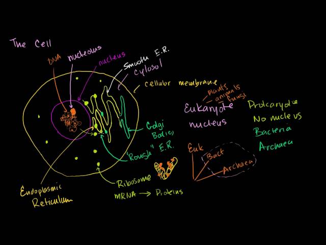 Parts of a cell