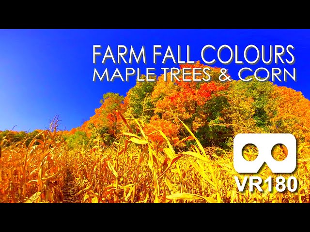 VR180 Serenity ASMR: Farm Fall Colours 2022. Maple Trees & Corn