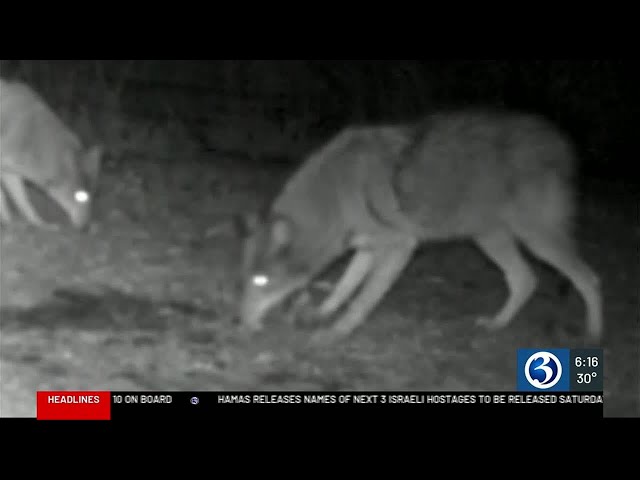 Coyote sightings increase during mating season