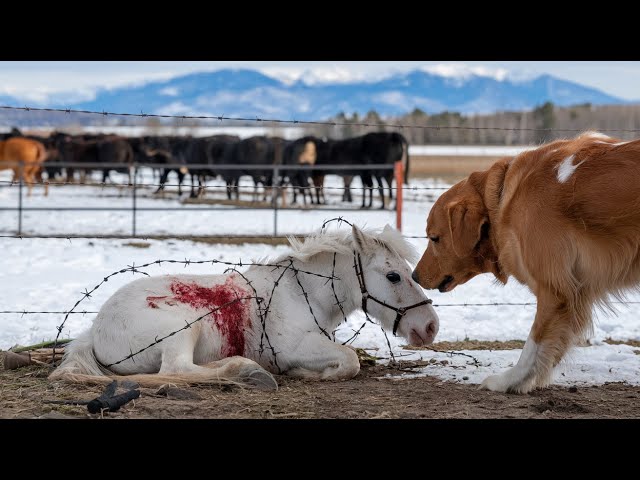 story about love and mutual help of animals