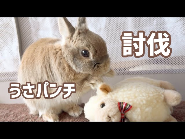 【討伐】うさぎのきなこの連続うさパンチ！これがリアル討伐ってコト！？136話