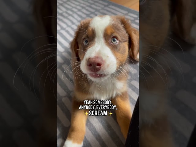 The cutest PUPPY SOUNDS! 💕 #dog #shorts