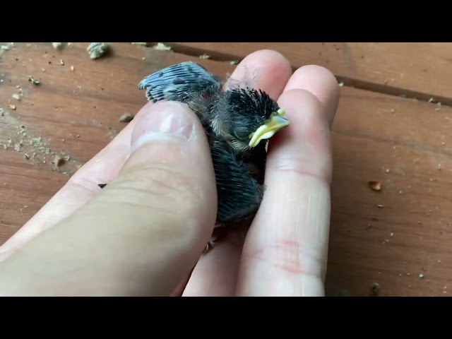 Raising baby chickadee