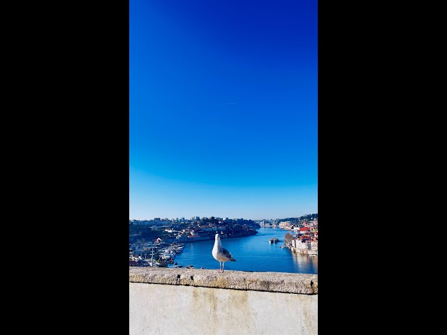 Sunny Day is always Extremely beautiful in Porto |  Seabird