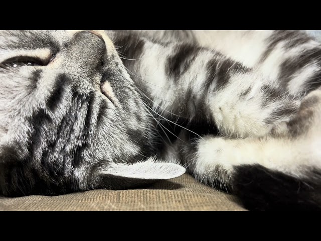 [Sleep ASMR] Cute purr sounds of cats 100min.