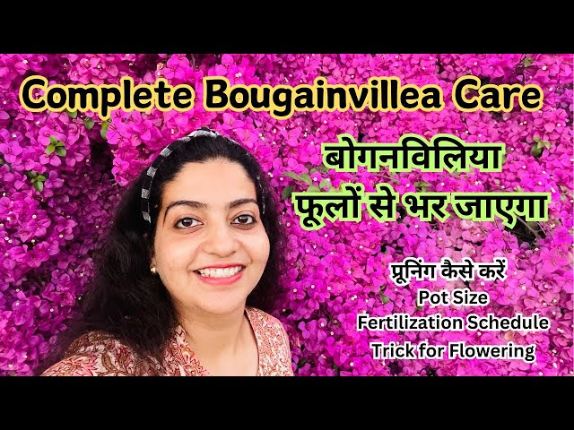 बोगेनविलिया में जरूर कीजिए फरवरी में ये काम | Complete Care Guide for Bougainvillea