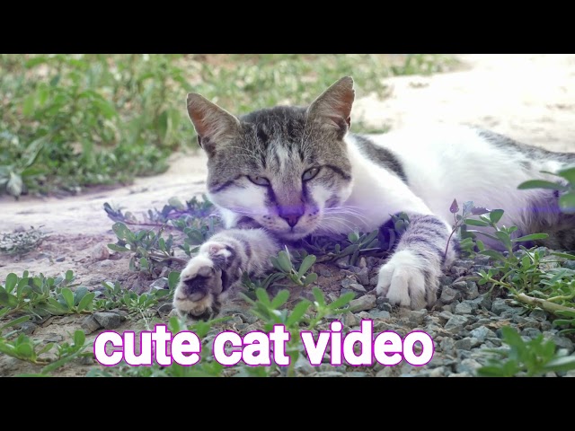 cute cat Video | first cat video |fist video