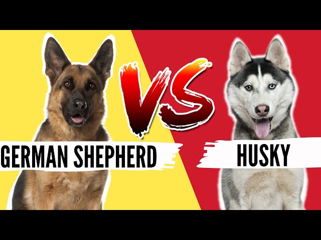 German Shepherd VS Siberian Husky- Which Breed is Best For You