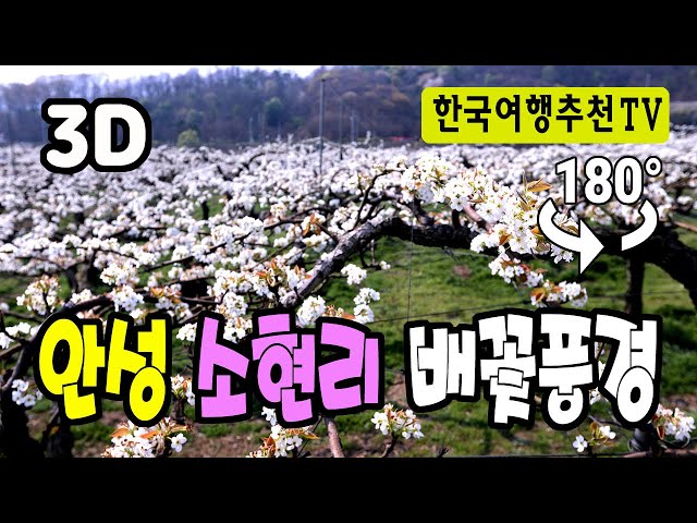 🔴 180° 3D VR 안성 소현리 배꽃 - Anseong Sohyeon-ri Pear Blossom in Korea (with Clova Dubbing)