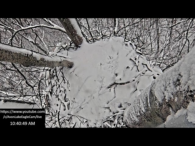 Avon Lake Eagle Cam 3