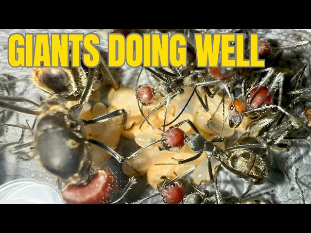 2 Giant Carpenter Ant Updates - Camponotus singularis update