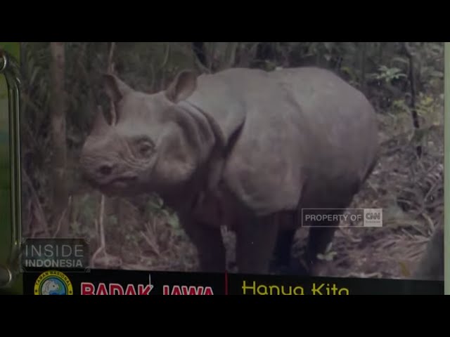 Badak Jawa, Warisan Dunia di Ujung Kulon