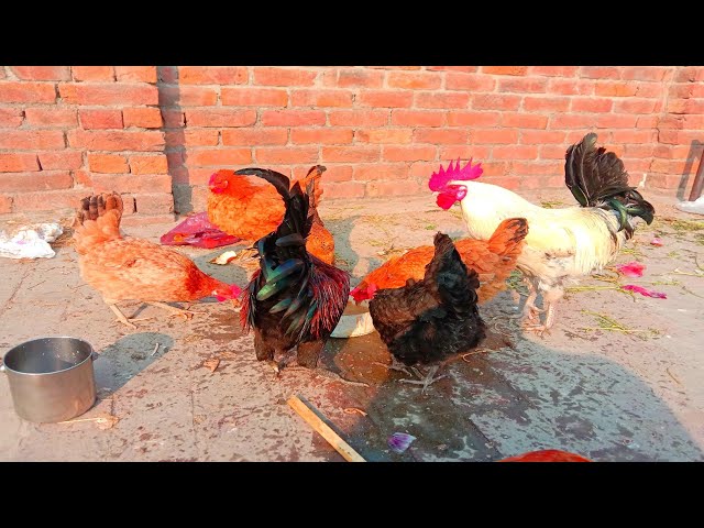 Birds Home Tour | Cute Hen And Rooster | Aseel Murga | BBirds #hen #rooster #bbirds