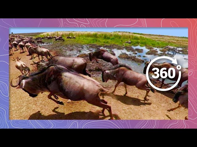 Surrounded By Wildebeest In The Great Serengeti Migration | Wildlife in 360 Virtual Reality