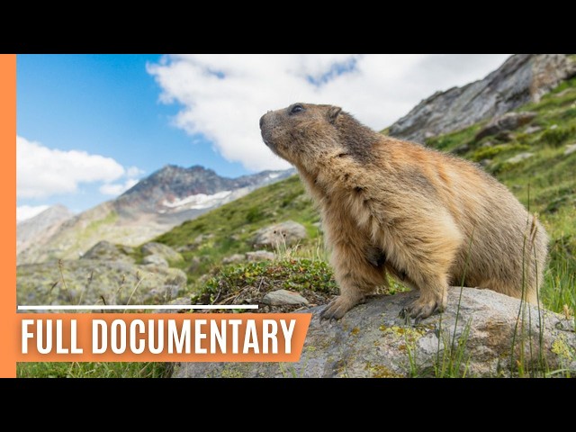 Epic Landscapes of Switzerland - A Journey Through Nature | Full Documentary