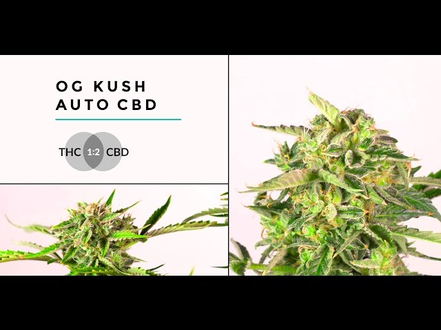 OG Kush Autoflowering and feminized CBD marijuana strain by Dinafem Seeds