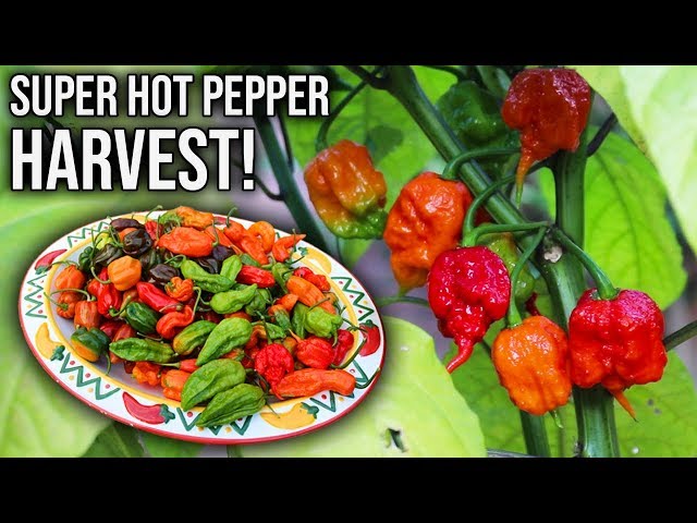 Front Yard Super Hot Pepper Garden Harvest, Growing Peppers in Containers!