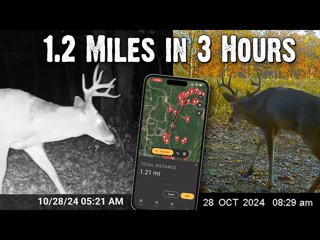 How Far Do Bucks Travel During the Rut?