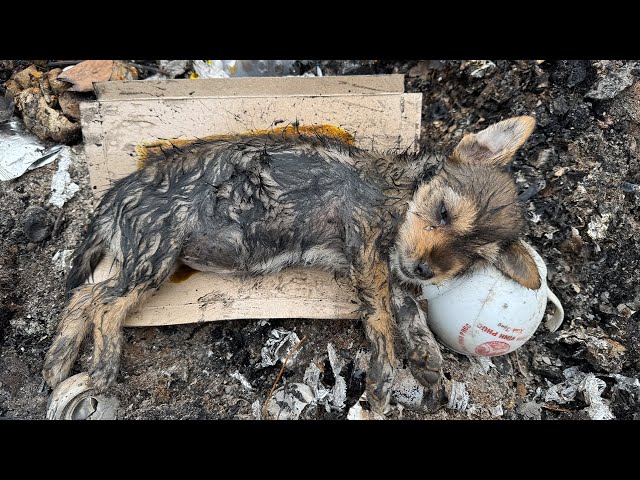 Abandoned and Weak: Puppy Stuck in Rat Glue Gets a Miraculous Rescue!