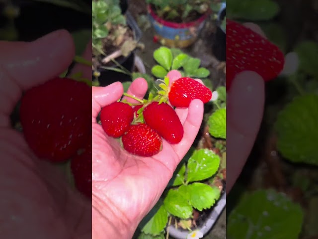 Hinuhugasan Ang Strawberry #red #fruit #strawberry #fresh #sweet #clean #wash