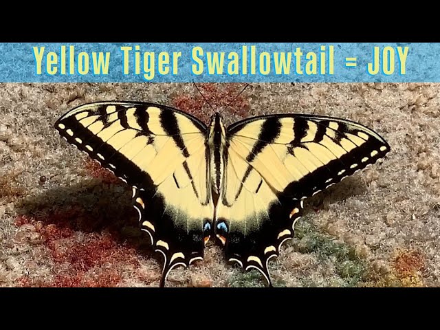 Yellow Tiger Swallowtail Spiritual Meaning = JOY