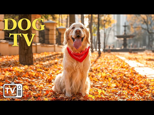 DOG TV: Video Entertain Keep Your Dog Calm When Home Alone - 12 Hrs Deep Anti Anxiety Music for Dog