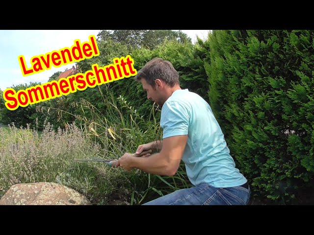 Lavendel schneiden im Sommer nach der Blüte – Lavendel Sommerschnitt Video Anleitung & Tipps