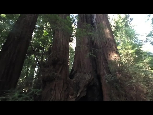 Redwood Forest