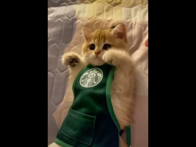 This Funny Cute Cat is Wearing Kitchen Apparel