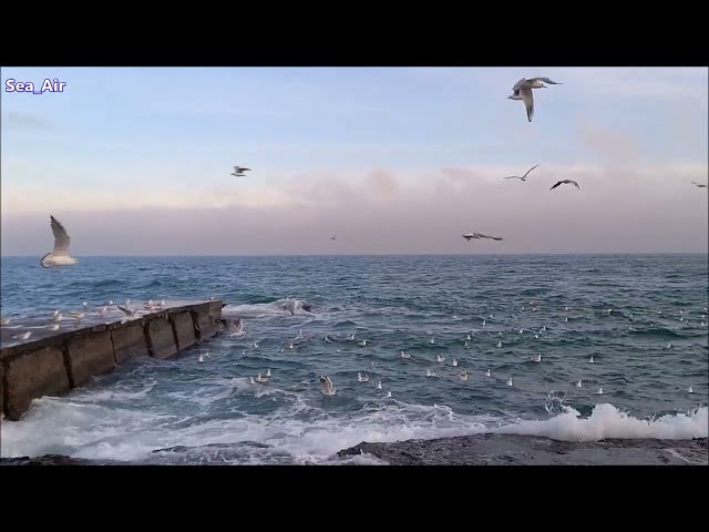 The cry of #seagulls and the #sound of the #sea. Winter #2025.