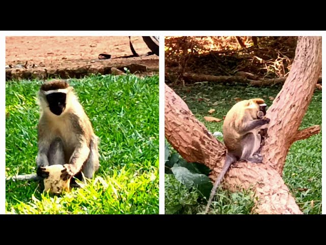 How Gang Monkeys Snack & their Social Interactions|Urban Wildlife|Bird,Bat & Goat Sounds#viral