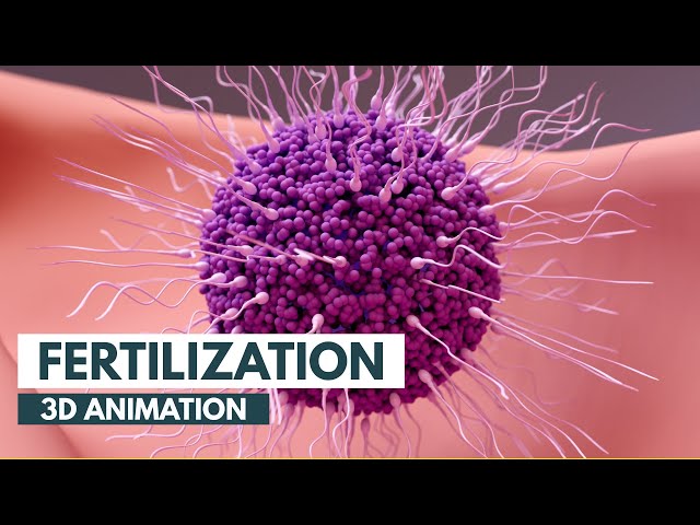 How Fertilization happens | 3D Animation