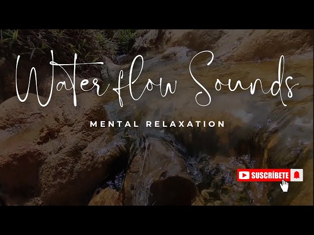 Forest Water Flowing | Relaxing Natural Sound | Horton Plains - Sri Lanka #travel #visitsrilanka