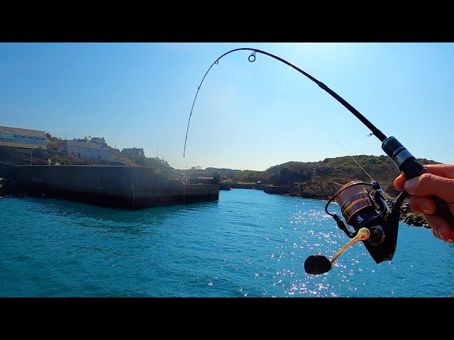 Port Wall Sea Fishing - SCARIEST SPECIES I've ever caught?? (Anglesey)