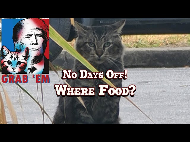 😺 270th Day in a Row Feeding Feral and Stray Cats in Long Beach, California | Monday | 02-24-25